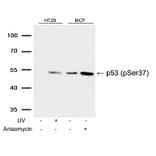 Western blot - p53 (Phospho-Ser37) Antibody from Signalway Antibody (11098) - Antibodies.com
