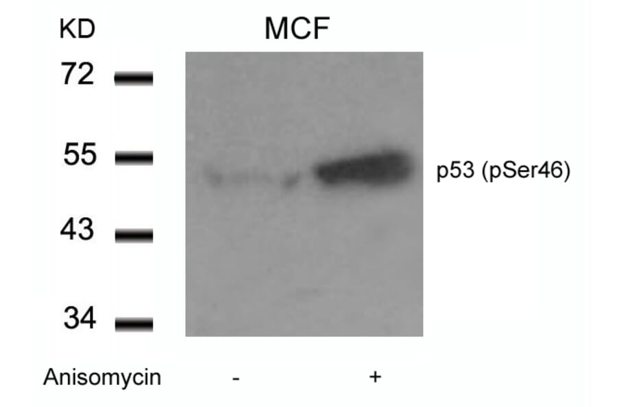 Western blot - p53 (Phospho-Ser46) Antibody from Signalway Antibody (11099) - Antibodies.com