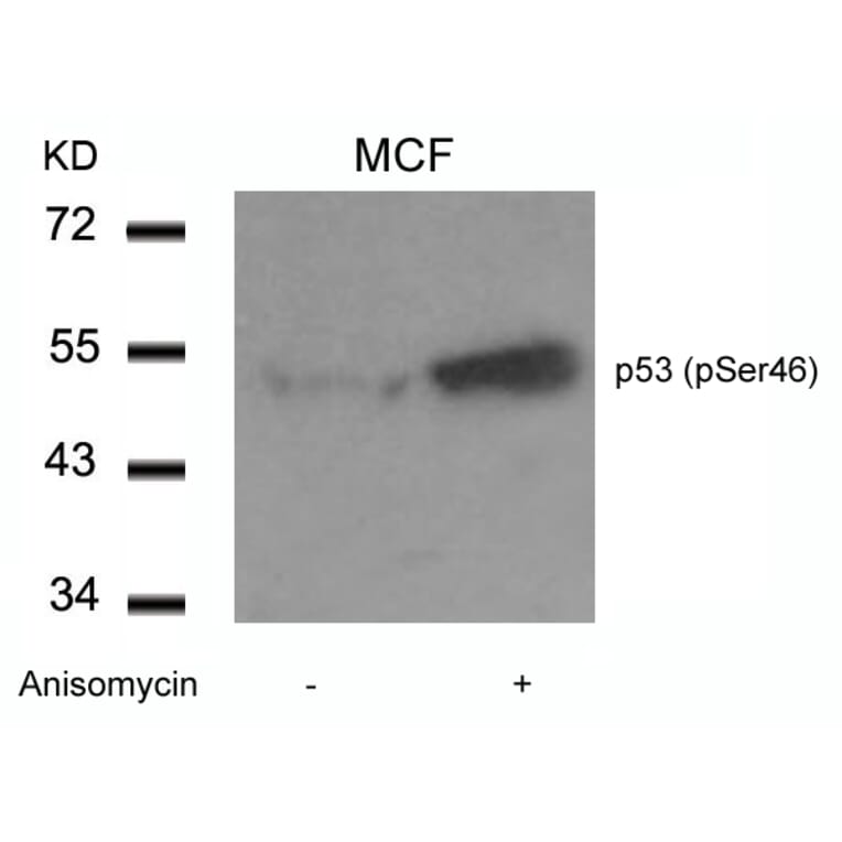 Western blot - p53 (Phospho-Ser46) Antibody from Signalway Antibody (11099) - Antibodies.com
