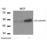 Western blot - p53 (Phospho-Ser46) Antibody from Signalway Antibody (11099) - Antibodies.com