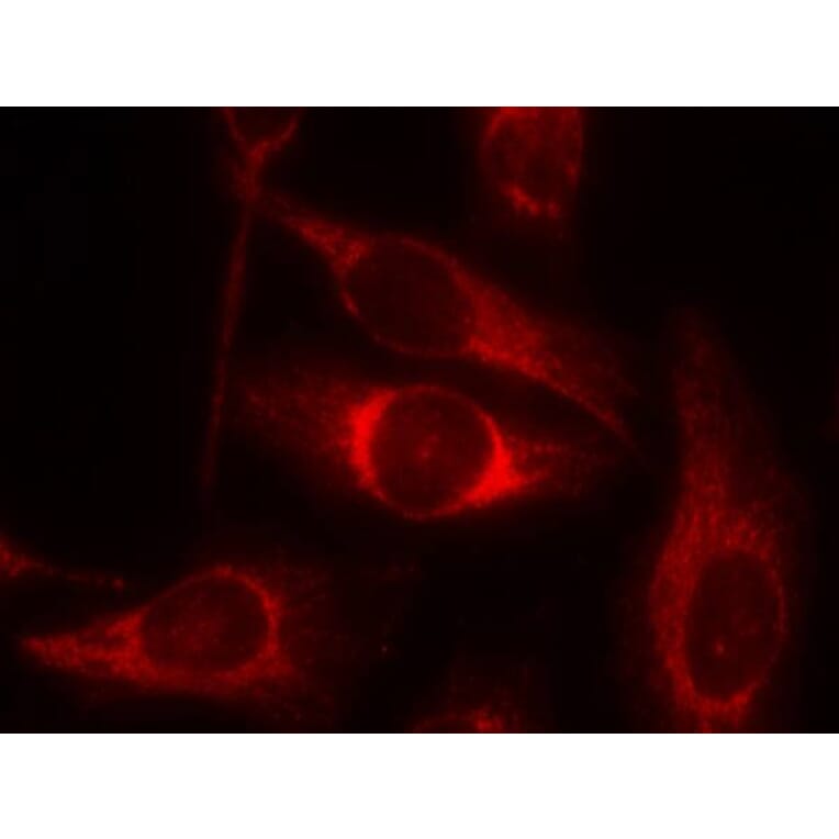 Immunofluorescence - p53 (Phospho-Ser46) Antibody from Signalway Antibody (11099) - Antibodies.com