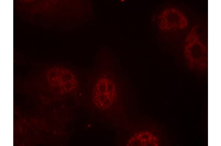 Immunofluorescence - Myc (Phospho-Ser62) Antibody from Signalway Antibody (11311) - Antibodies.com