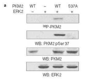 Western blot - PKM2 (phospho-Ser37) Antibody from Signalway Antibody (11456) - Antibodies.com