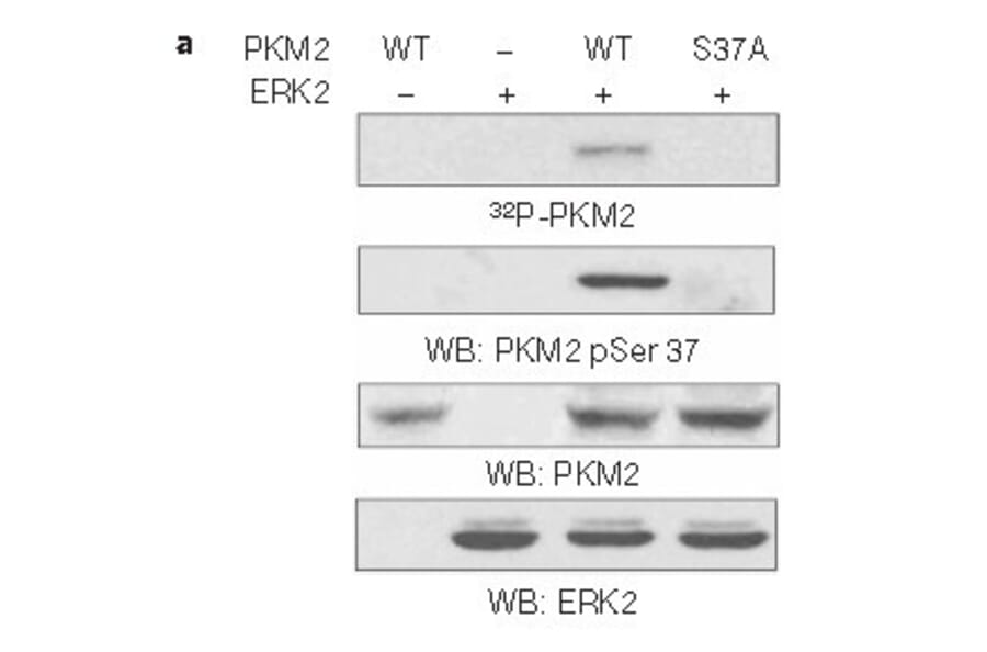 Western blot - PKM2 (phospho-Ser37) Antibody from Signalway Antibody (11456) - Antibodies.com