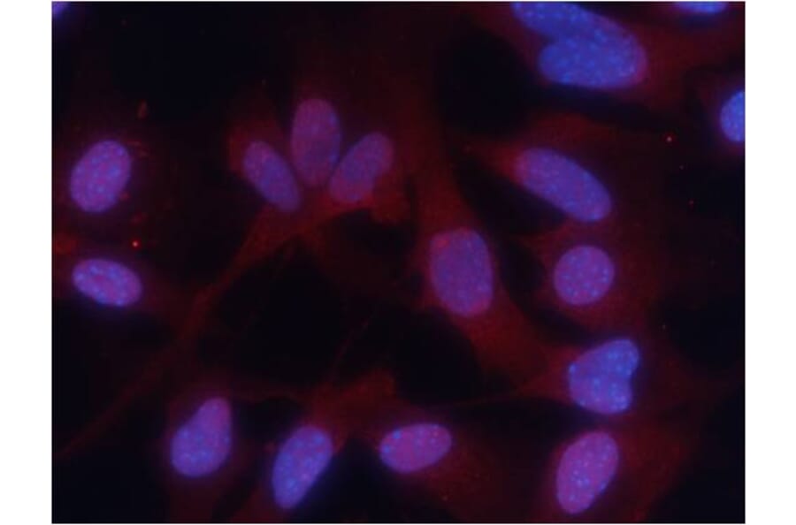 Immunofluorescence - PKM2 (phospho-Ser37) Antibody from Signalway Antibody (11456) - Antibodies.com