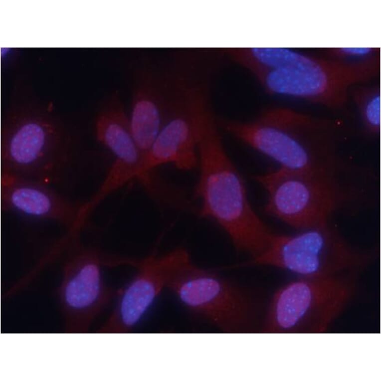 Immunofluorescence - PKM2 (phospho-Ser37) Antibody from Signalway Antibody (11456) - Antibodies.com