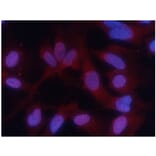 Immunofluorescence - PKM2 (phospho-Ser37) Antibody from Signalway Antibody (11456) - Antibodies.com