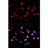 Immunofluorescence - RB (Phospho-Ser811) antibody from Signalway Antibody (12173) - Antibodies.com