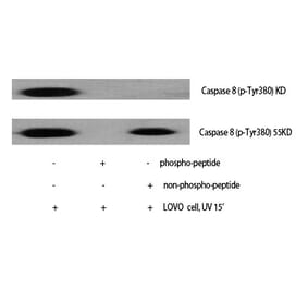 Western blot - Caspase-8 (Phospho-Tyr380) Polyclonal Antibody from Signalway Antibody (12252) - Antibodies.com