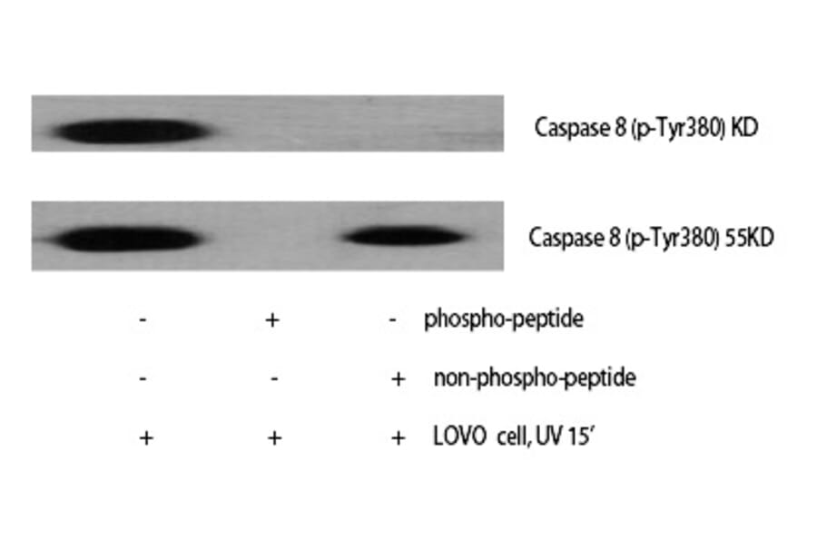 Western blot - Caspase-8 (Phospho-Tyr380) Polyclonal Antibody from Signalway Antibody (12252) - Antibodies.com
