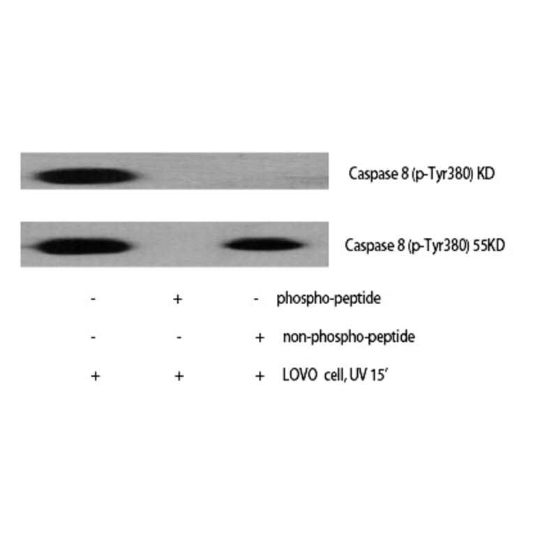 Western blot - Caspase-8 (Phospho-Tyr380) Polyclonal Antibody from Signalway Antibody (12252) - Antibodies.com