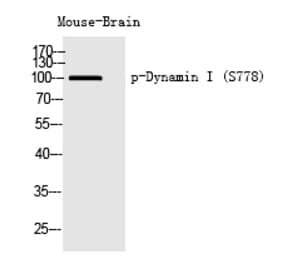 Western blot - Dynamin I (Phospho-Ser778) Polyclonal Antibody from Signalway Antibody (12260) - Antibodies.com