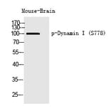 Western blot - Dynamin I (Phospho-Ser778) Polyclonal Antibody from Signalway Antibody (12260) - Antibodies.com