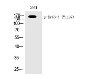 Western blot - ErbB-3 (Phospho-Tyr1197) Polyclonal Antibody from Signalway Antibody (12264) - Antibodies.com