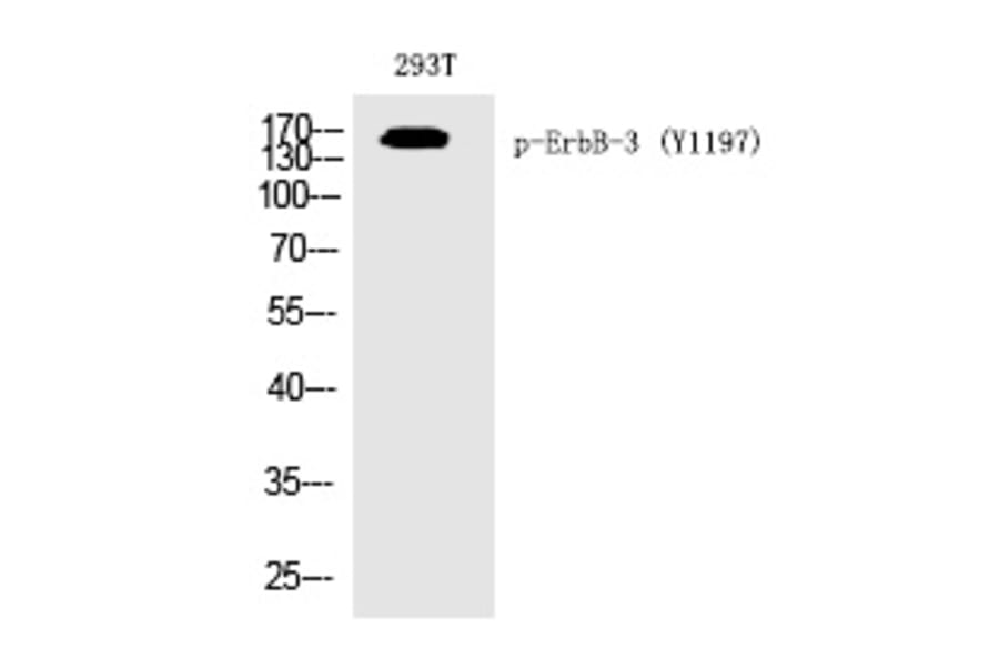 Western blot - ErbB-3 (Phospho-Tyr1197) Polyclonal Antibody from Signalway Antibody (12264) - Antibodies.com