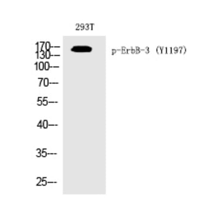 Western blot - ErbB-3 (Phospho-Tyr1197) Polyclonal Antibody from Signalway Antibody (12264) - Antibodies.com