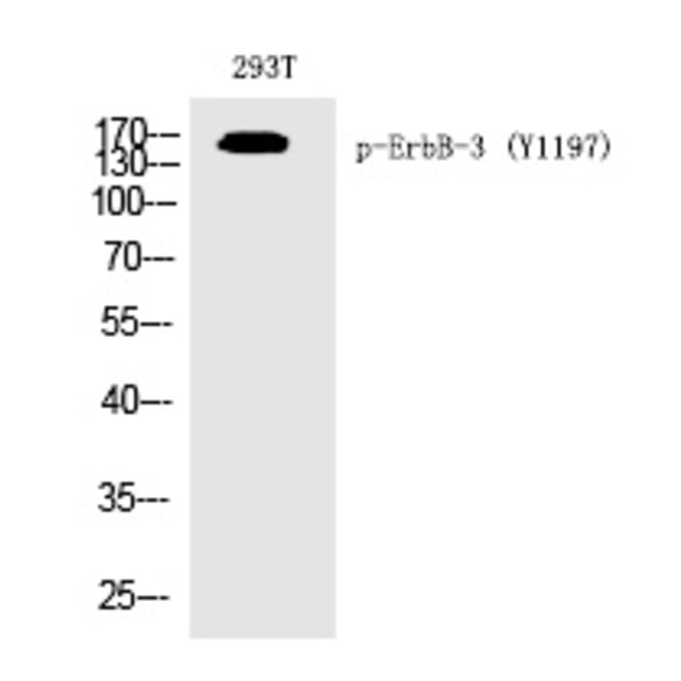 Western blot - ErbB-3 (Phospho-Tyr1197) Polyclonal Antibody from Signalway Antibody (12264) - Antibodies.com