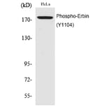 Western blot - Erbin (Phospho-Tyr1104) Polyclonal Antibody from Signalway Antibody (12194) - Antibodies.com
