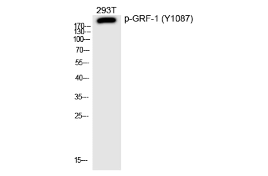 Western blot - GRF-1 (Phospho-Tyr1087) Polyclonal Antibody from Signalway Antibody (12201) - Antibodies.com