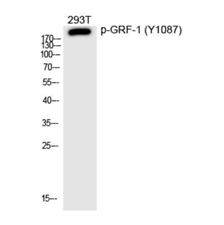 Western blot - GRF-1 (Phospho-Tyr1087) Polyclonal Antibody from Signalway Antibody (12201) - Antibodies.com
