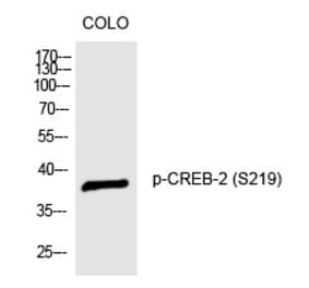 Western blot - CREB-2 (Phospho-Ser219) Polyclonal Antibody from Signalway Antibody (12265) - Antibodies.com