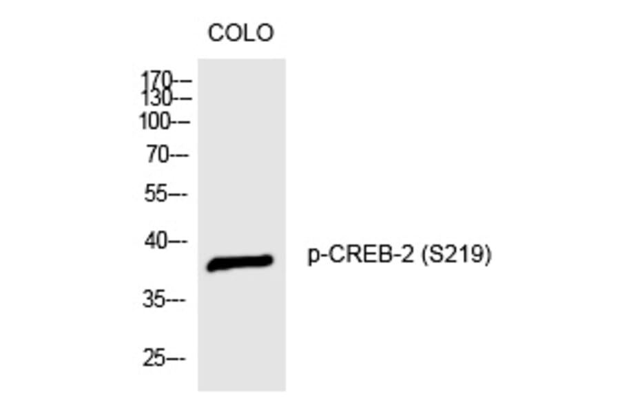 Western blot - CREB-2 (Phospho-Ser219) Polyclonal Antibody from Signalway Antibody (12265) - Antibodies.com