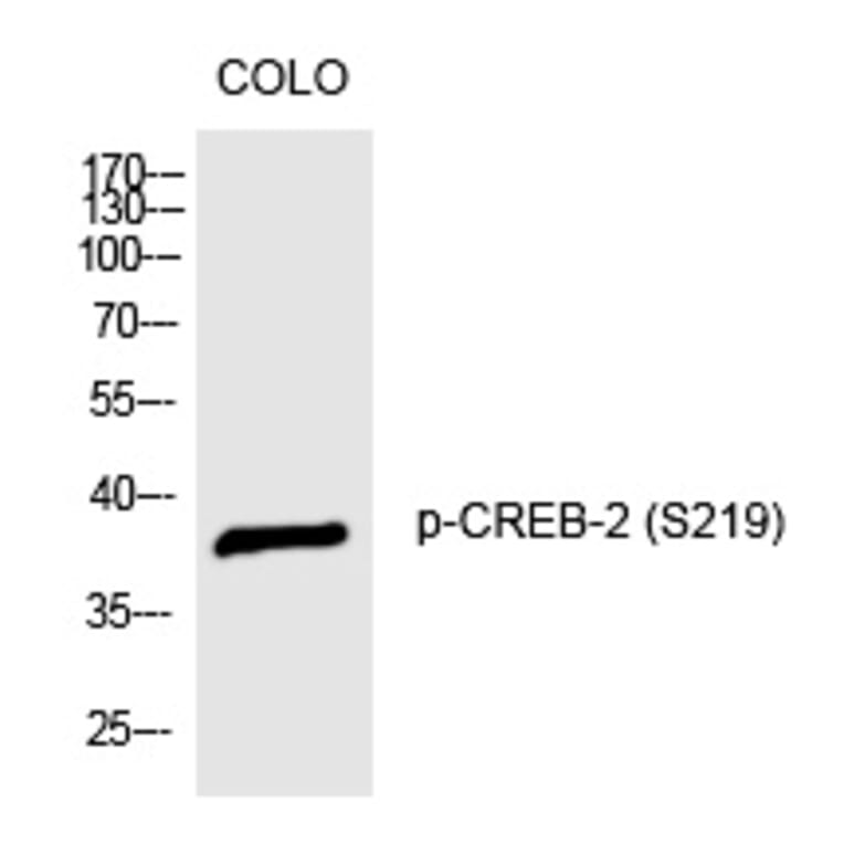 Western blot - CREB-2 (Phospho-Ser219) Polyclonal Antibody from Signalway Antibody (12265) - Antibodies.com