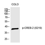 Western blot - CREB-2 (Phospho-Ser219) Polyclonal Antibody from Signalway Antibody (12265) - Antibodies.com