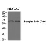 Western blot - Ezrin (Phospho-Thr566) Polyclonal Antibody from Signalway Antibody (12195) - Antibodies.com