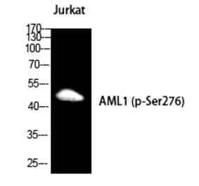 Western blot - RUNX1 (Phospho-Ser249) Polyclonal Antibody from Signalway Antibody (12224) - Antibodies.com