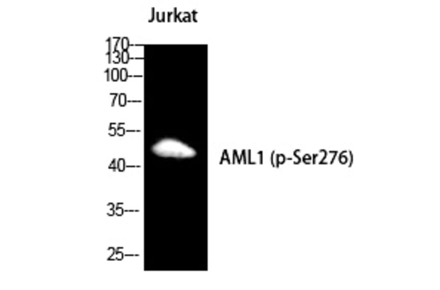 Western blot - RUNX1 (Phospho-Ser249) Polyclonal Antibody from Signalway Antibody (12224) - Antibodies.com