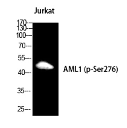 Western blot - RUNX1 (Phospho-Ser249) Polyclonal Antibody from Signalway Antibody (12224) - Antibodies.com