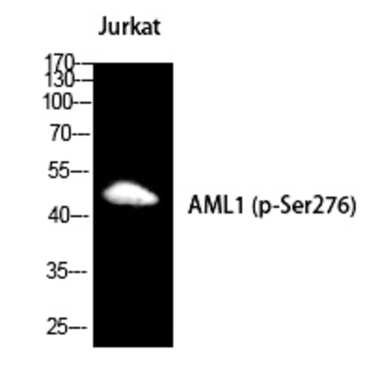 Western blot - RUNX1 (Phospho-Ser249) Polyclonal Antibody from Signalway Antibody (12224) - Antibodies.com