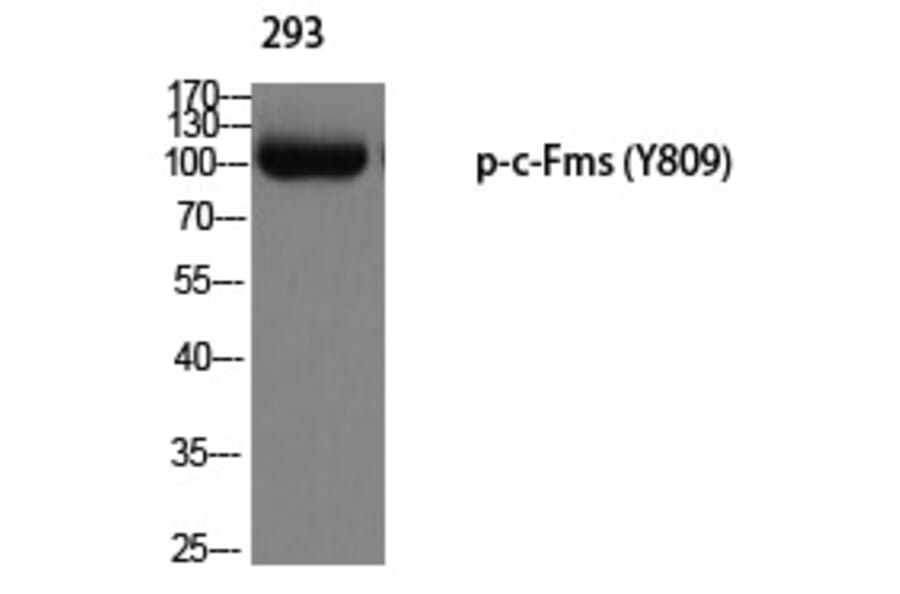 Western blot - c-Fms (Phospho-Tyr809) Polyclonal Antibody from Signalway Antibody (12229) - Antibodies.com