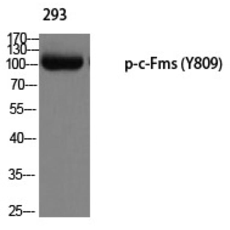 Western blot - c-Fms (Phospho-Tyr809) Polyclonal Antibody from Signalway Antibody (12229) - Antibodies.com