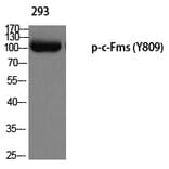 Western blot - c-Fms (Phospho-Tyr809) Polyclonal Antibody from Signalway Antibody (12229) - Antibodies.com