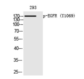Western blot - EGFR (Phospho-Tyr1069) Polyclonal Antibody from Signalway Antibody (12240) - Antibodies.com