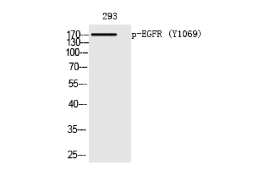 Western blot - EGFR (Phospho-Tyr1069) Polyclonal Antibody from Signalway Antibody (12240) - Antibodies.com