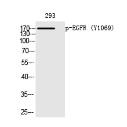 Western blot - EGFR (Phospho-Tyr1069) Polyclonal Antibody from Signalway Antibody (12240) - Antibodies.com
