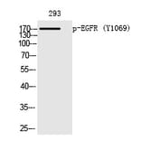 Western blot - EGFR (Phospho-Tyr1069) Polyclonal Antibody from Signalway Antibody (12240) - Antibodies.com