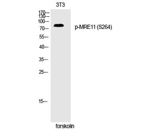 Western blot - MRE11 (Phospho-Ser264) Polyclonal Antibody from Signalway Antibody (12249) - Antibodies.com