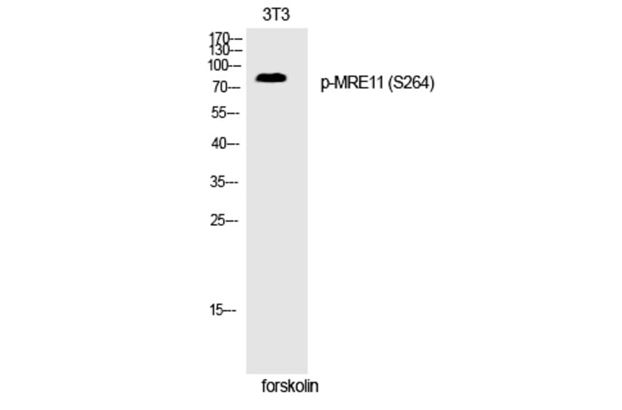 Western blot - MRE11 (Phospho-Ser264) Polyclonal Antibody from Signalway Antibody (12249) - Antibodies.com