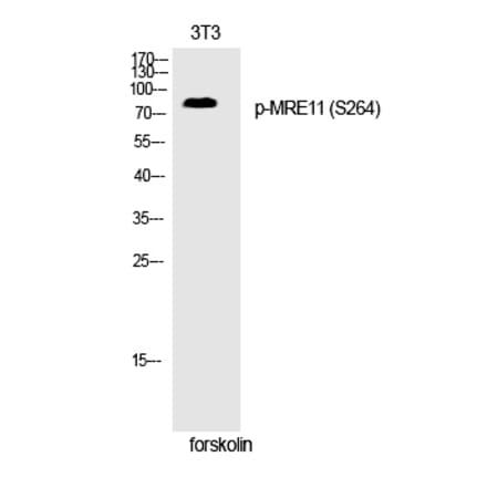 Western blot - MRE11 (Phospho-Ser264) Polyclonal Antibody from Signalway Antibody (12249) - Antibodies.com