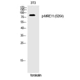 Western blot - MRE11 (Phospho-Ser264) Polyclonal Antibody from Signalway Antibody (12249) - Antibodies.com