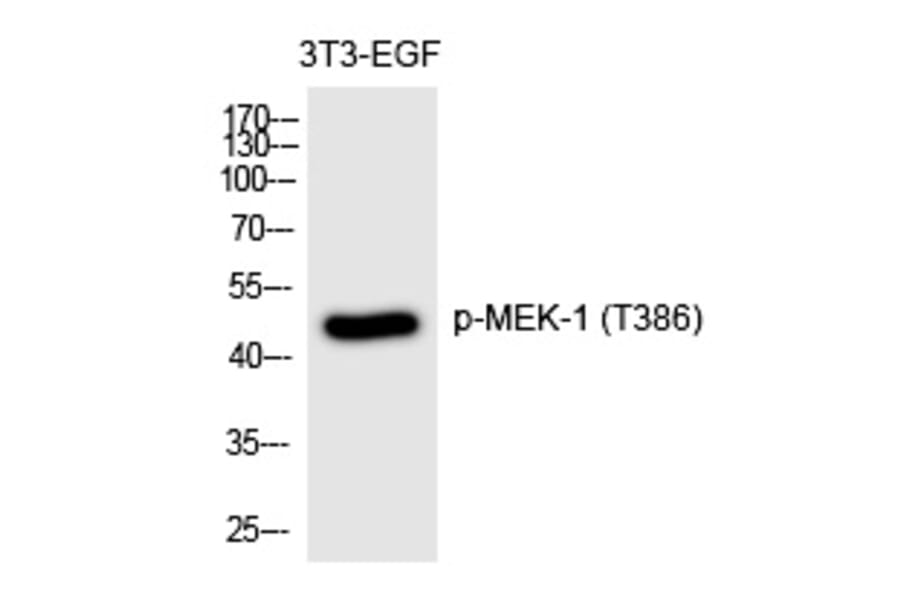 Western blot - MEK-1 (Phospho-Thr386) Polyclonal Antibody from Signalway Antibody (12256) - Antibodies.com