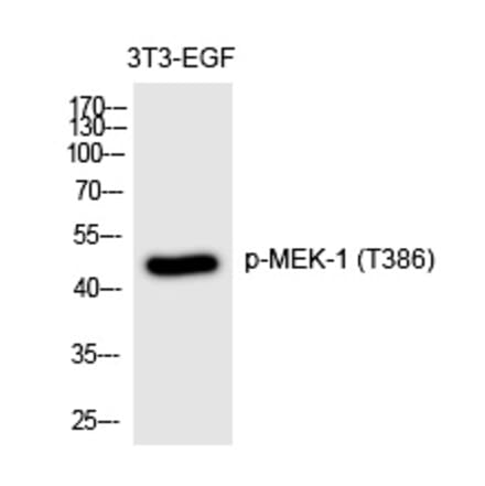 Western blot - MEK-1 (Phospho-Thr386) Polyclonal Antibody from Signalway Antibody (12256) - Antibodies.com