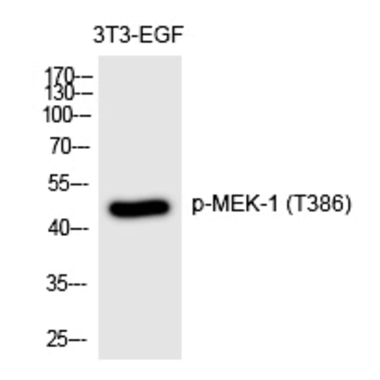 Western blot - MEK-1 (Phospho-Thr386) Polyclonal Antibody from Signalway Antibody (12256) - Antibodies.com
