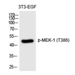 Western blot - MEK-1 (Phospho-Thr386) Polyclonal Antibody from Signalway Antibody (12256) - Antibodies.com