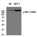 Western blot - IRS-1 (Phospho-Tyr896) Polyclonal Antibody from Signalway Antibody (12258) - Antibodies.com