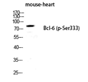 Western blot - Bcl-6 (Phospho-Ser333) Polyclonal Antibody from Signalway Antibody (12261) - Antibodies.com
